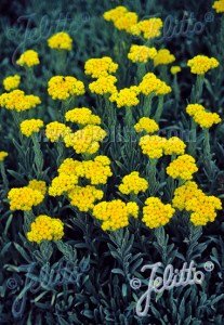 gha084 helichrysum